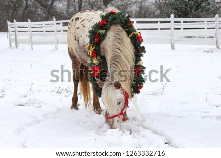 Picture of a purebred horse wearing beautiful Christmas garland decorations fall of snow
