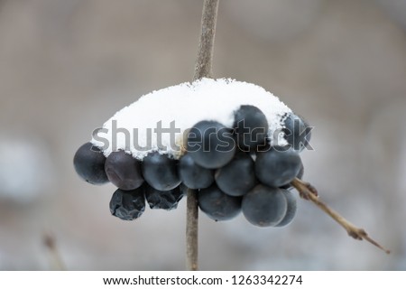 berries under the snow