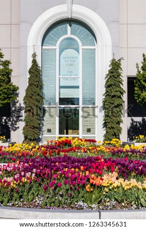 Spring flower gardens featuring tulips, daffodils and some pansies, on the grounds of the Mount Timpanogos temple in Utah.