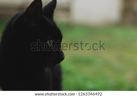 Black Cat in Green Garden