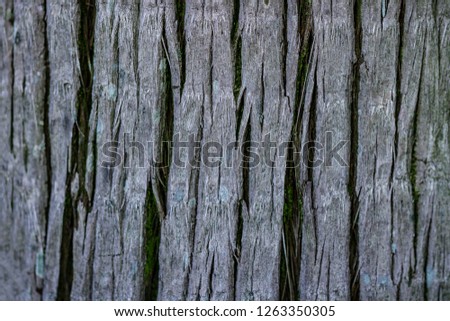 Palm bark texture. Tropical trees wallpaper 