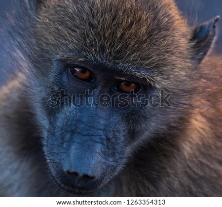 Young baboon waking up