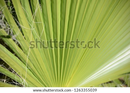 Palm leaves on the Costa Blanca, Spain