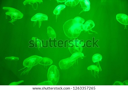 Moon jellyfish Aurelia aurita green translucent color and dark background. Aurelia aurita (also called jellyfish, moon jellyfish, moon jellyfish, or saucer jelly).