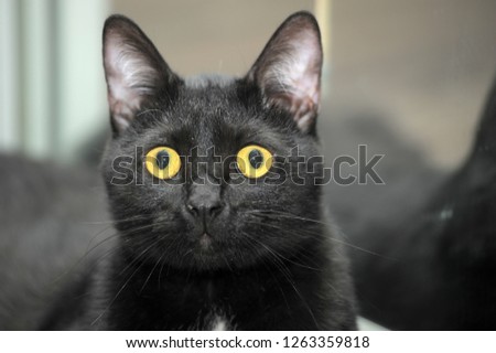 cute black bombay cat with bright yellow eyes