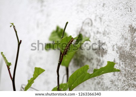 Worm that walks and eats a green plant.