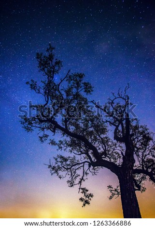 Starry sky with tree