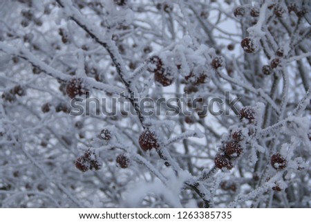 Red frozen apple tree in a snowy white hat on a branch in the ice. Macro of frozen wild apples covered with hoarfrost. Frozen apples in early winter. 
Winter season frosty background