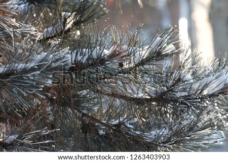 Pine trees, winter