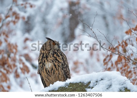 eurasian eagle owl in snow, beautiful owl in snow, eurasian eagle owl in winter forest
