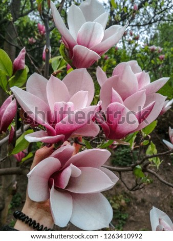 Magnolia in garden
