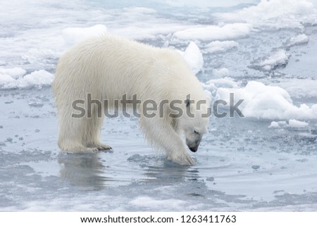 Wild polar bear looking to his reflection in water on pack ice in Arctic sea