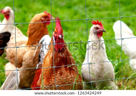 rooster and chicken in a chicken coop