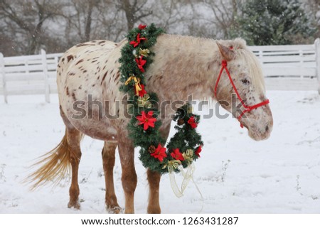 Picture of a purebred horse wearing beautiful Christmas garland decorations fall of snow

