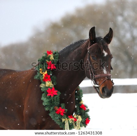 Picture of a purebred horse wearing beautiful Christmas garland decorations fall of snow