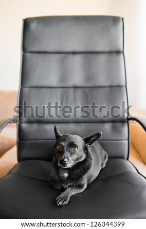 Black dog lying on black business chair at home