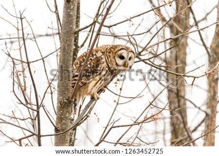 Barred owl in a boreal forest Quebec, Canada.