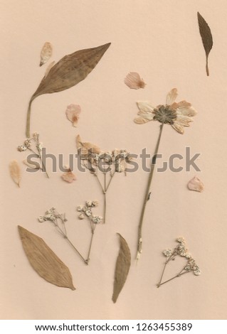 Herbarium dry flowers background. Shoot of herbs. Photo with flowers