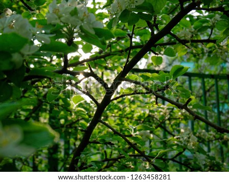 flowers of young Apple tree in spring, Moscow
