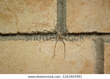 Spider on brick wall.