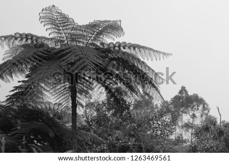 black and white photography of tree fern in the south american selva