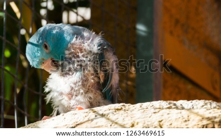 diseased blue small parrot, scratching from the itch and plucking its feathers, probably bird lice or mites