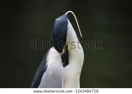 Black-crowned night heron is a nocturnal bird.It feeds at night,waits to ambush its prey.In days,it rests in tree branches.Young birds are brown in colour as a camouflage to hide from predators.