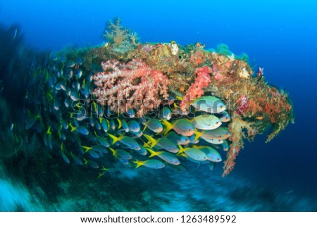 Yellow Tail Fusiliers schooling fish under the Wing tip of a World War 2 fighter plane wreck with soft coral, blue water and camera twist motion blur – colorful reef scene