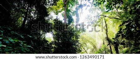 forest in thailand Royalty-Free Stock Photo #1263490171