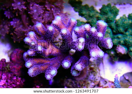 Purple Stylophora Coral 
(Stylophora pistillata) 