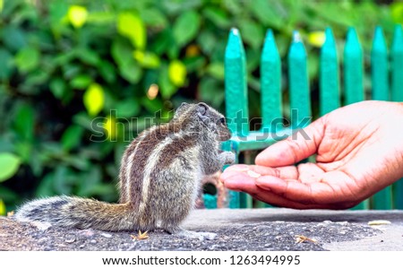 Feeding Indian palm squirrel or three-striped palm squirrel (Funambulus palmarum) - New Delhi, India