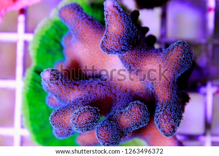 Green/Blue Polyp Pink Stylophora Coral