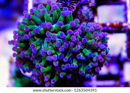 Euphyllia LPS coral isolated image