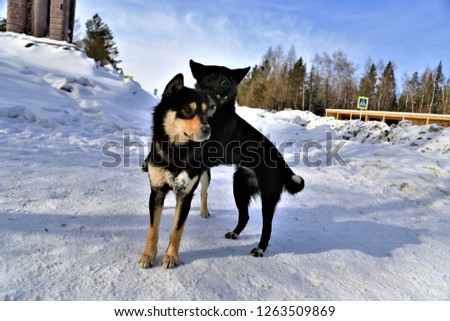 Dogs are playing on the snow,feel good in morning,Russia,Two funny dogs playing together on snow field