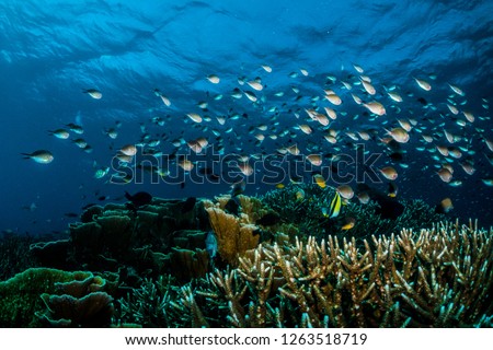 Hundreds of tiny tropical reef fish swimming together in unison around a large patch of hard coral  Royalty-Free Stock Photo #1263518719