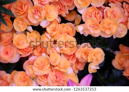 beautiful orange flower in garden background