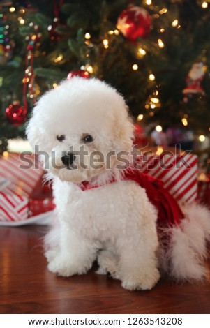 Christmas Dog. Small White Dog in a Red Velvet Christmas Dress.  Bichon Frise Christmas. White Puppy in a Christmas Dress. 
