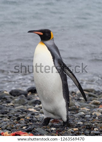 A king penguin rests on a small mound on Salisbury Plain on South Georgia in Antarctica with space for taxt and background