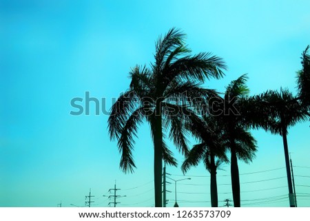 silhouette of coconut tree with blue sky