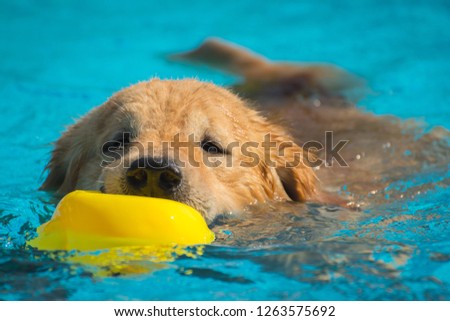 Golden Retriever Exercising in Swimming Pool