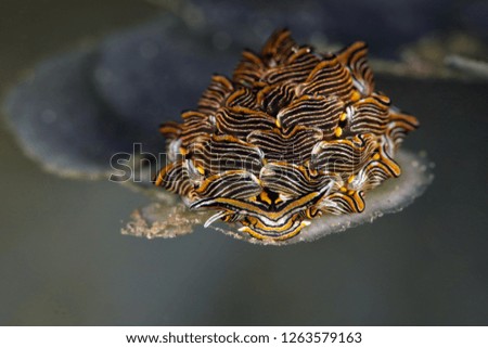 Nudibranch Cyerce sp. Picture was taken near Island Bangka in North Sulawesi, Indonesia