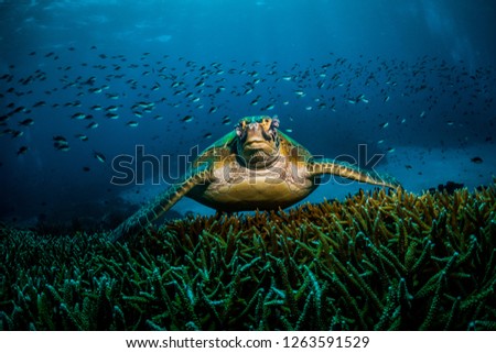 Large green sea turtle with parasites and infection around eyes resting on a patch of hard coral. Hundreds of small fish surrounding in the background