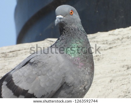 The indian wild pigeon.

Beautiful pictures