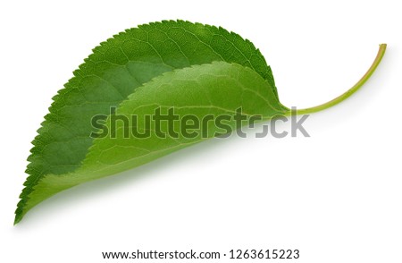 Apricot leaves isolated on white background. Leaf Clipping Path