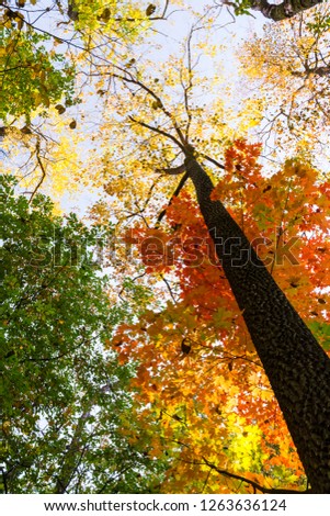 Dramatic colors in the forest in autumn