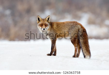 Red fox in the snowy landscape