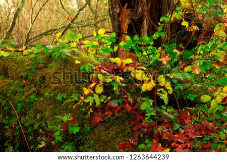 a picture of an exterior Pacific Northwest forest with Berry vine plants