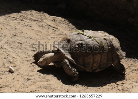 turtle in pond