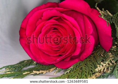 pink rose in 
