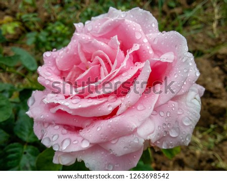 Pink rose wet in the rain
